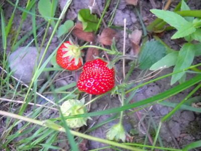 first strawberries of the season Victoria BC