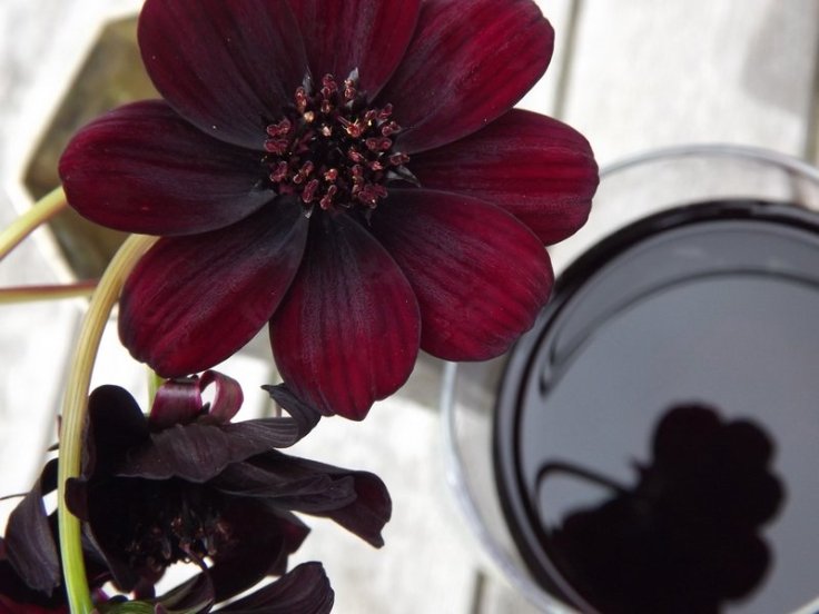 chocolate cosmos and red wine